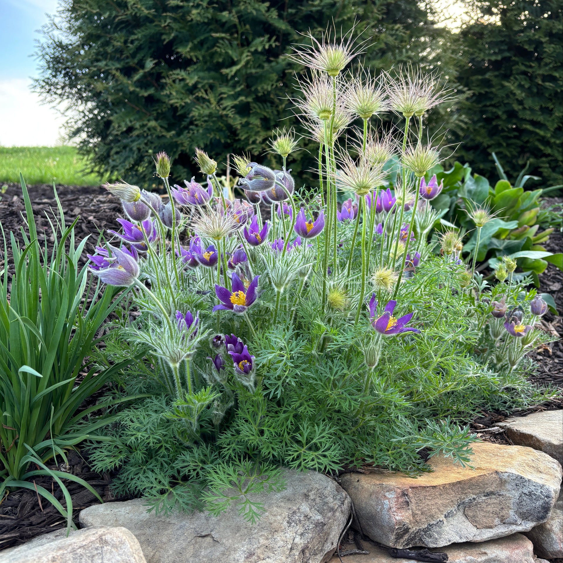 pasque flower from seed Pulsatilla vulgaris