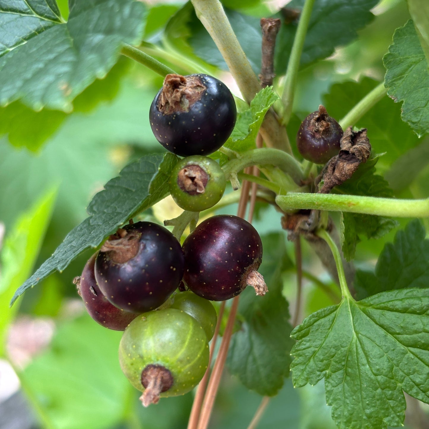 Ribes nigrum 'Ben Lomond'