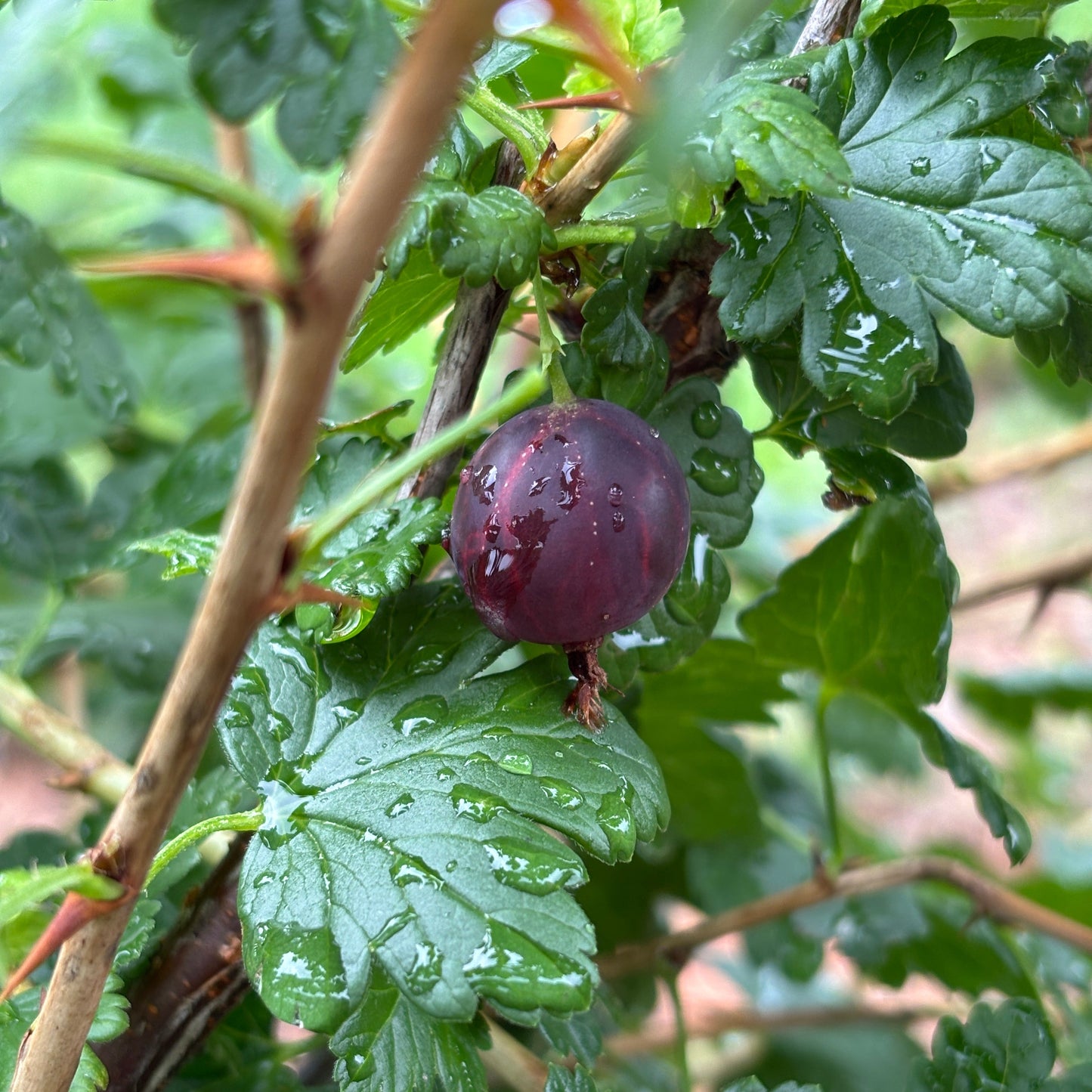 Ribes X 'Black Velvet'