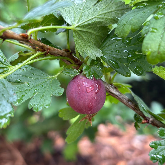 Ribes X 'Jeanne'