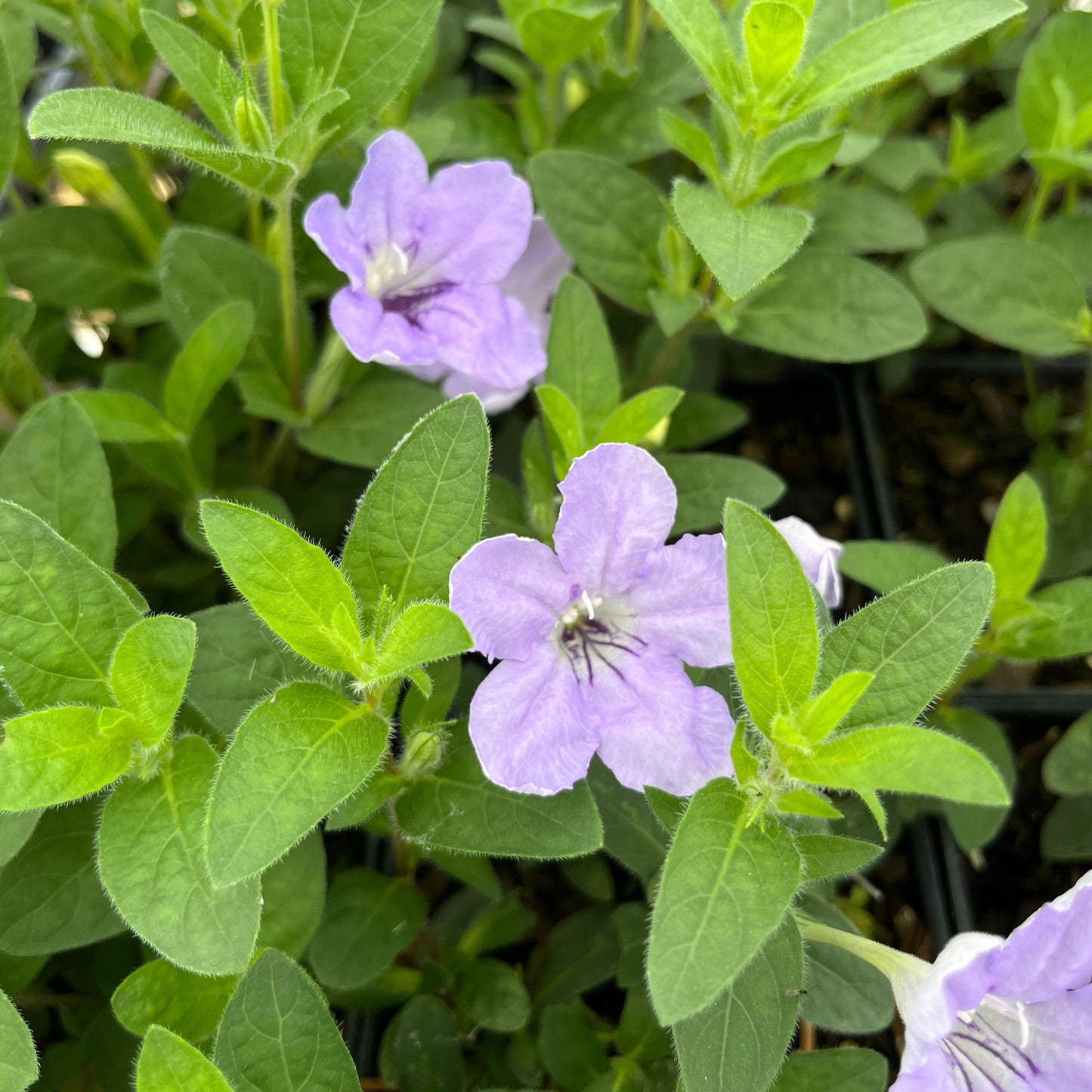 Ruellia humilis