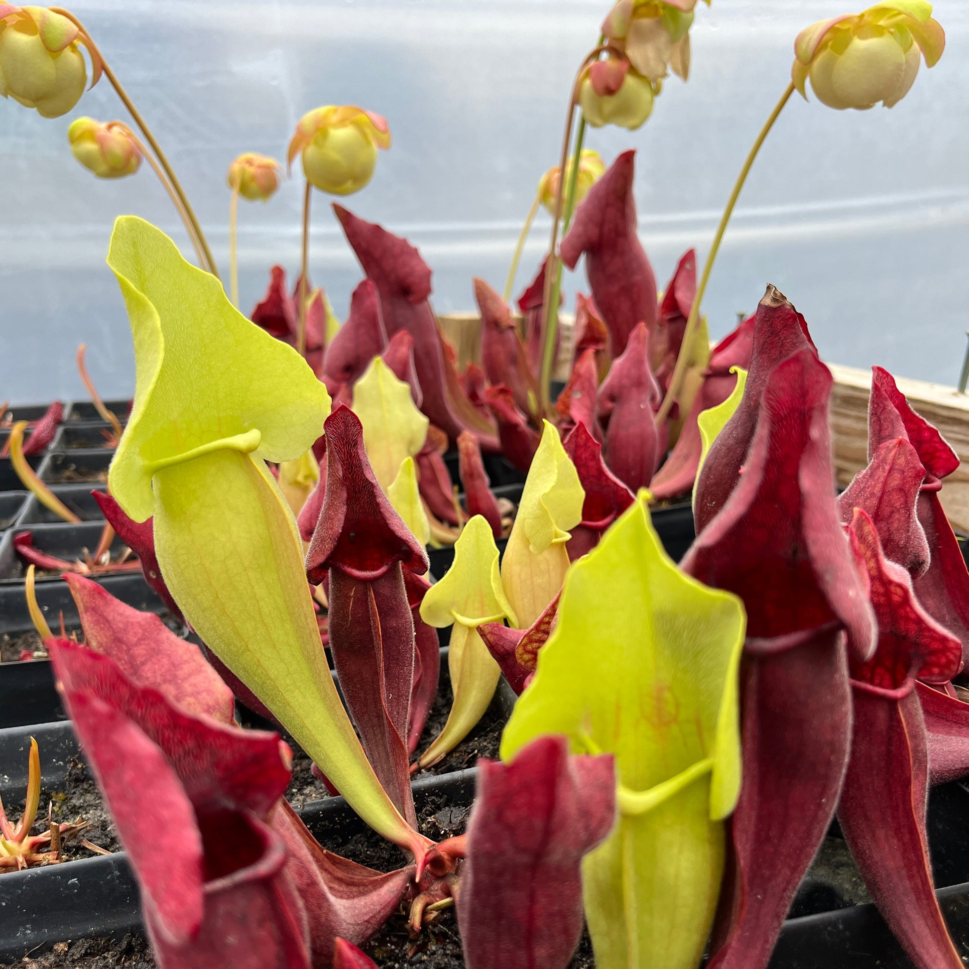 Sarracenia - Pitcher Plant 'Yellow Jacket'