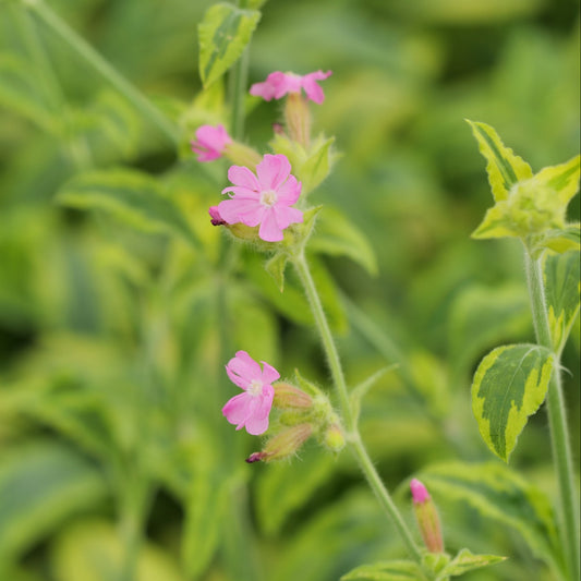 Silene dioica 'Clifford Moor'