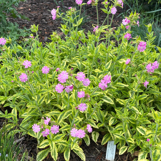 Silene dioica 'Clifford Moor'