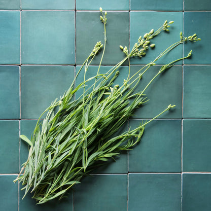 Silene vulgaris
