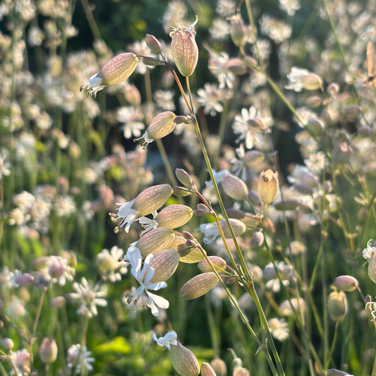 Silene vulgaris