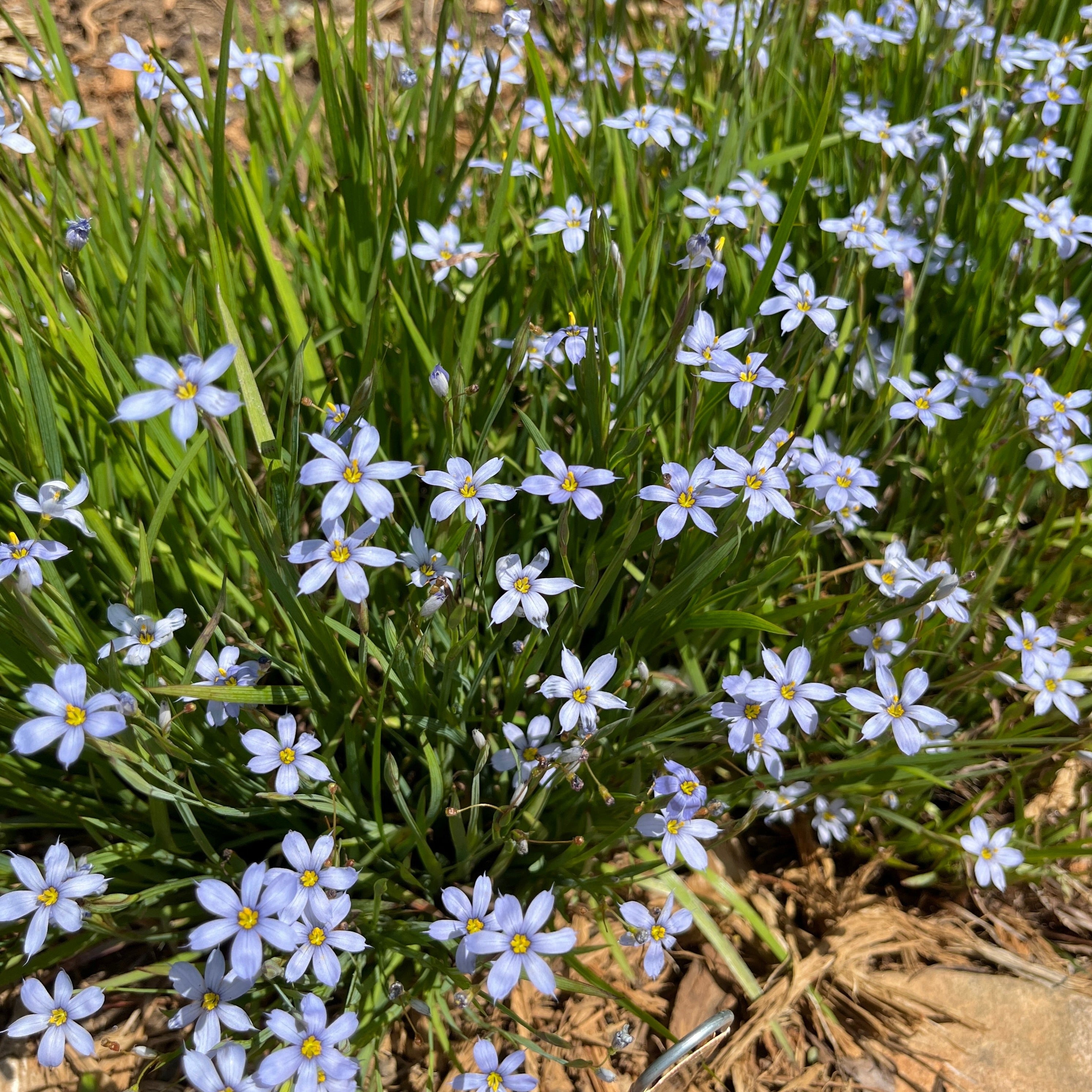 Blue eyed Grass Suwannee Plant For Sale Sisyrinchium Nashii Green blue-eyed-grass-suwannee-plant-for-sale-sisyrinchium-nashii-green