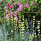 sisyrinchium striatum in english garden