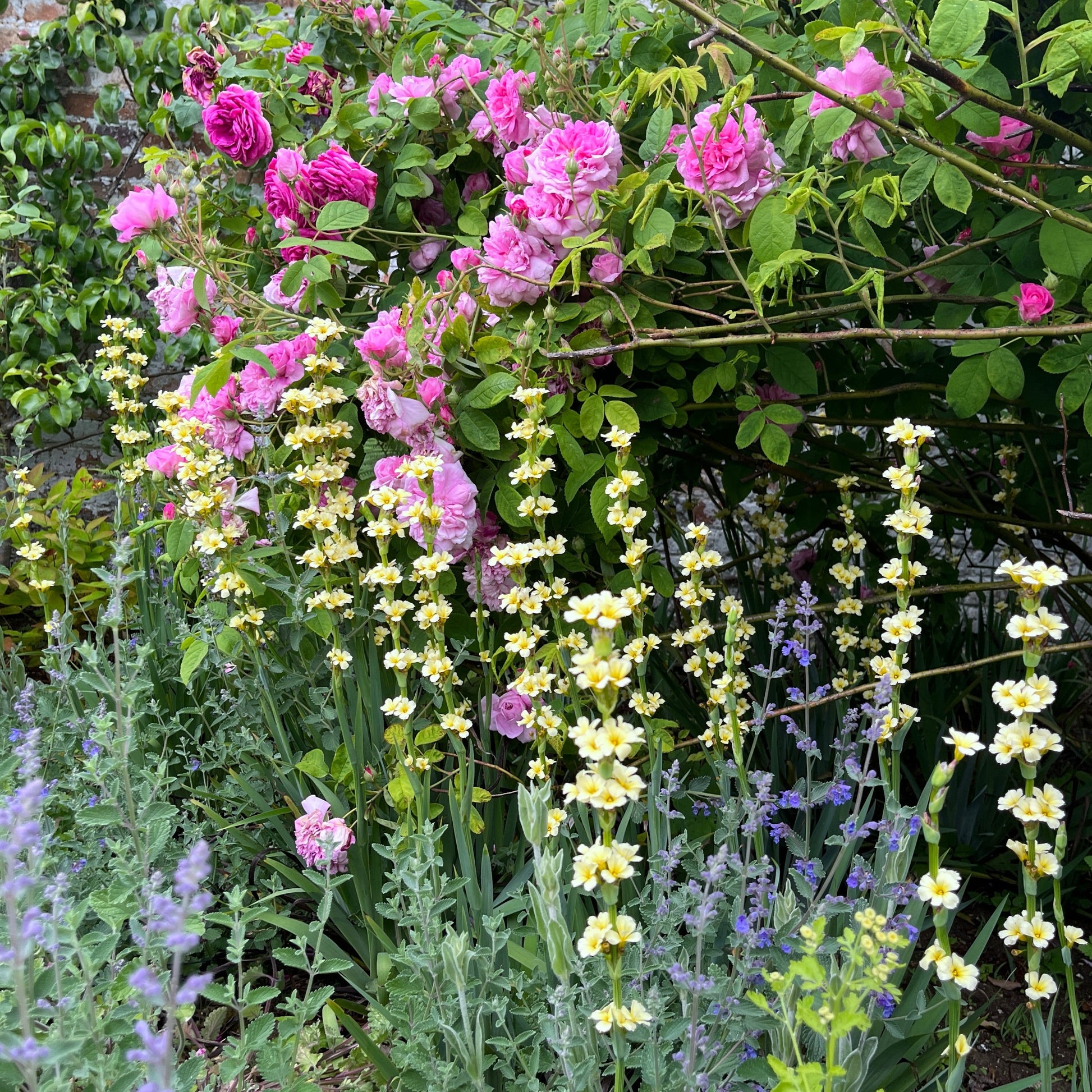 sisyrinchium striatum in english garden