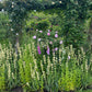 sisyrinchium striatum in english garden