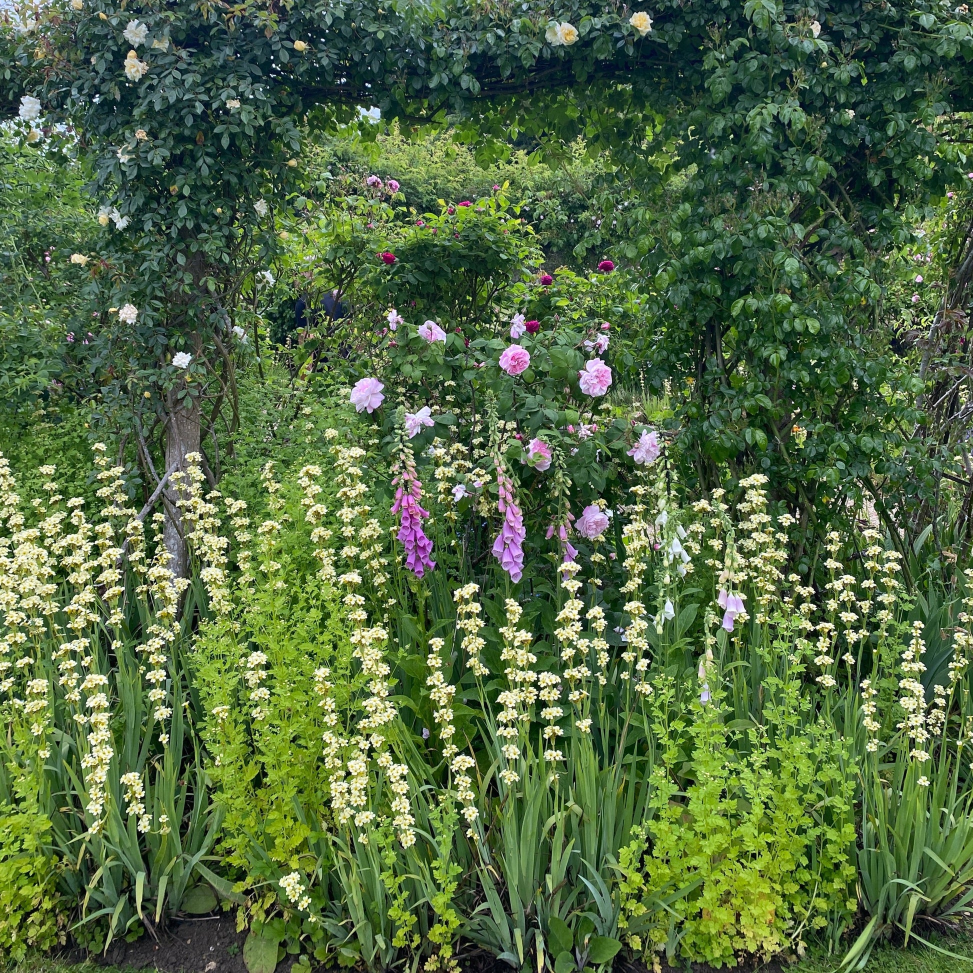 sisyrinchium striatum in english garden