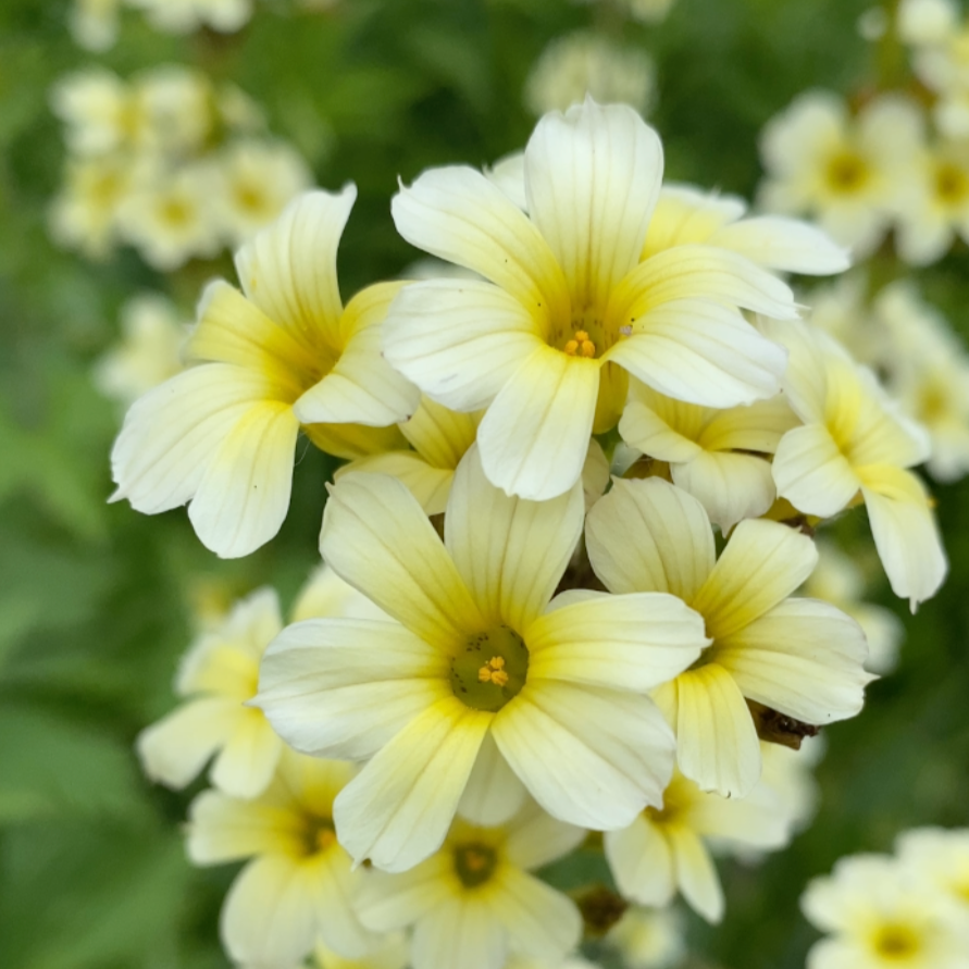 closeup of sisyrinchium striatum flower