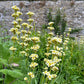 sisyrinchium striatum in flower