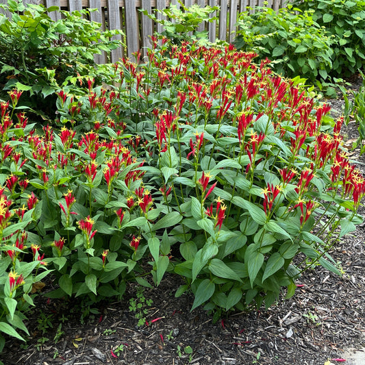 Spigelia marilandica - Indian Pink