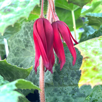 Podophyllum 'Spotty Dotty'