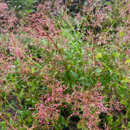 Talinum paniculatum