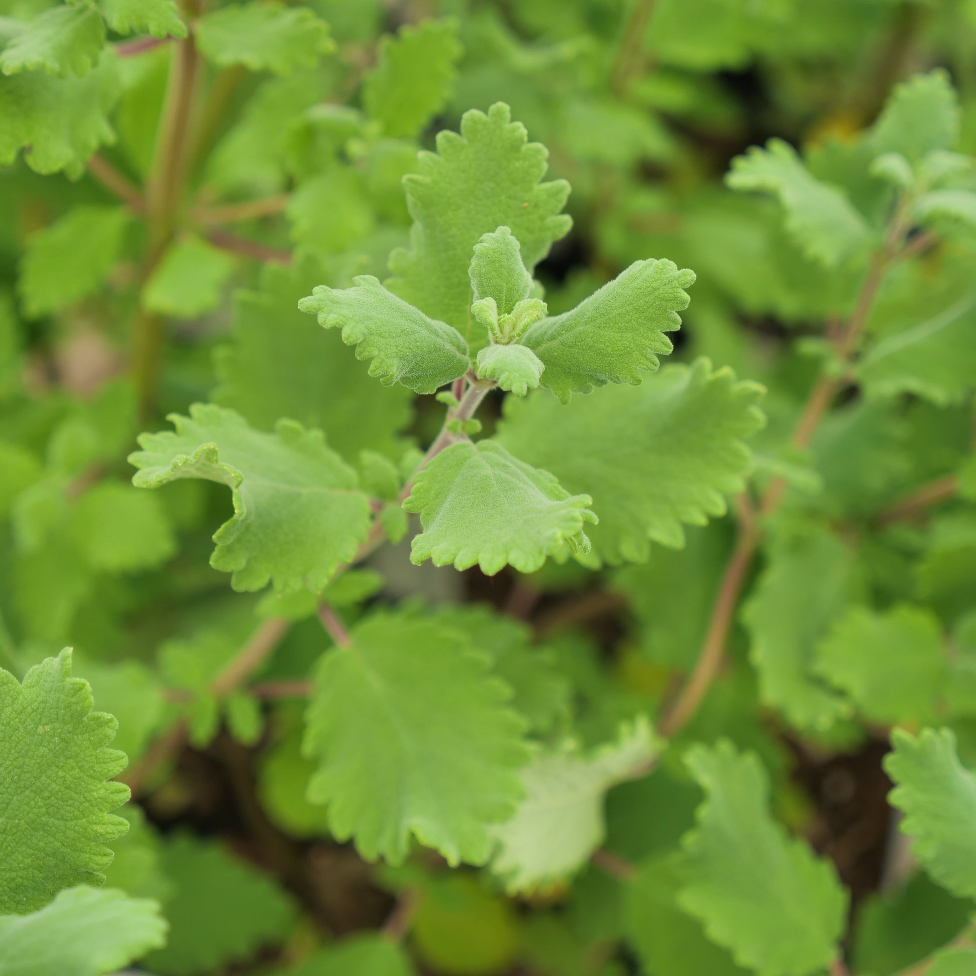 Close-up of green leafy plant with detailed texture