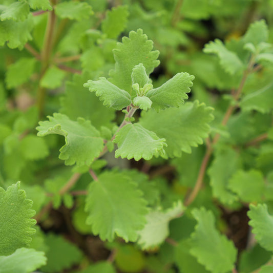 Close-up of green leafy plant with detailed texture