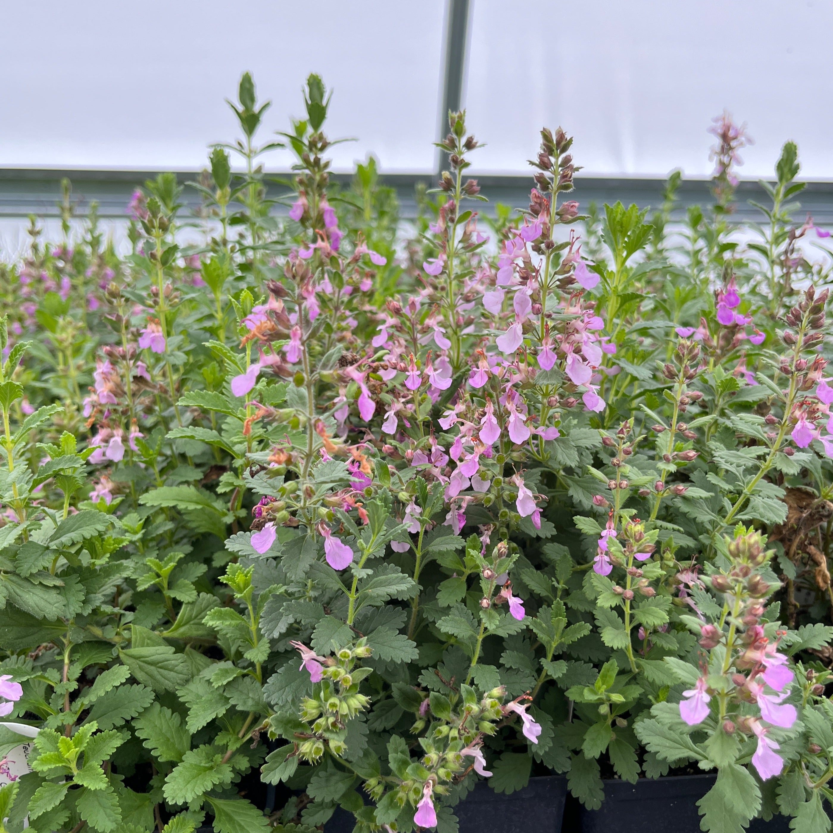 Wall Germander Plant For Sale Teucrium Chamaedrys Green Canvas Farms Wall Germander Plant For Sale Teucrium Chamaedrys Green Canvas Farms