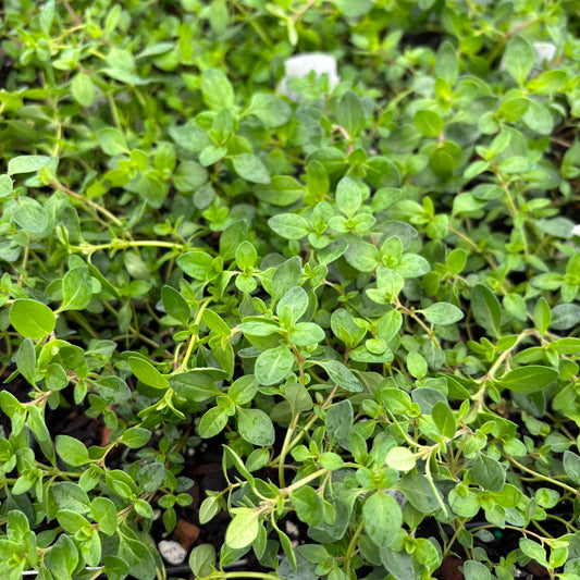 Thymus serpyllum
