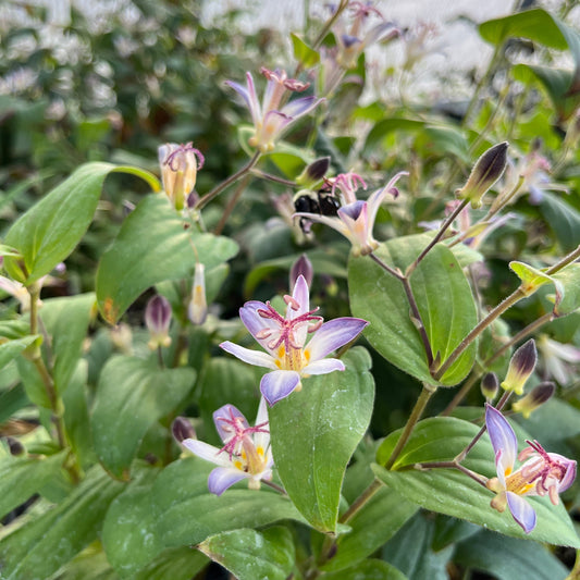 Tricyrtis 'Tojen'