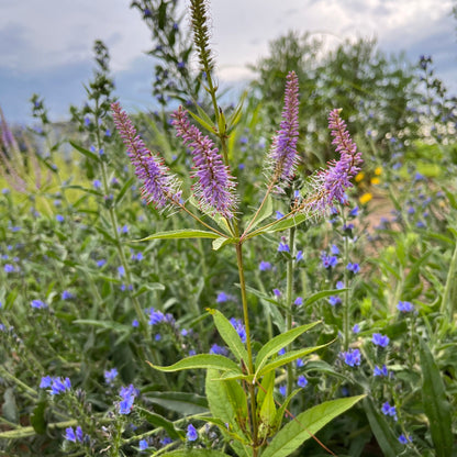 Veronicastrum virginicum - Culver's Root 'Fascination'