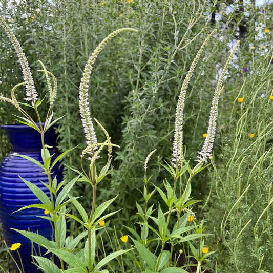 Veronicastrum virginicum - Culver's Root