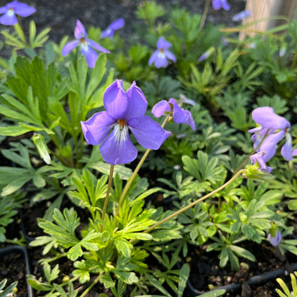 Viola pedata - Bird's Foot Violet