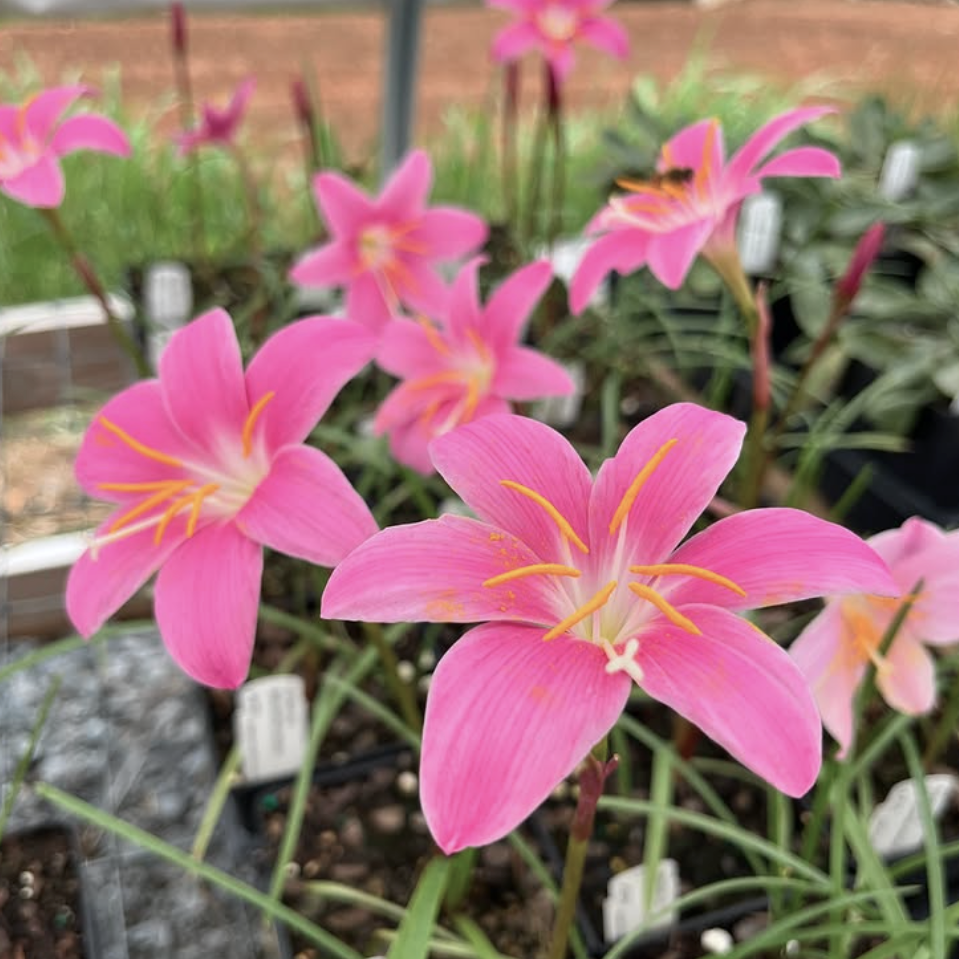 Zephyranthes carinata