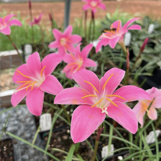 Zephyranthes carinata