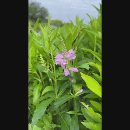 Physostegia virginiana