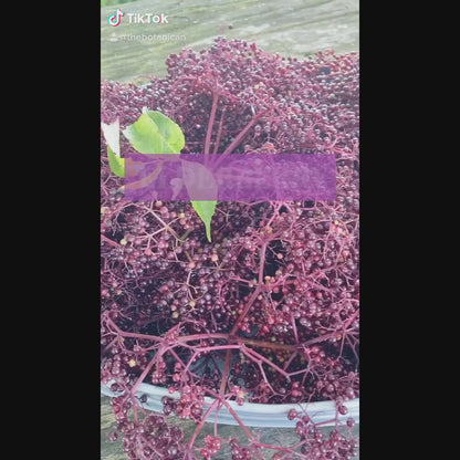 Sambucus canadensis 'Ranch'