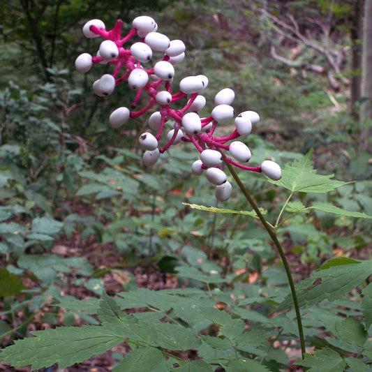 Actaea pachypoda