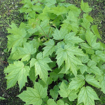 Actaea racemosa