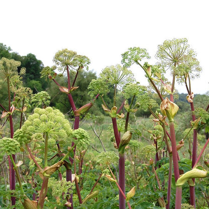 Angelica atropurpurea