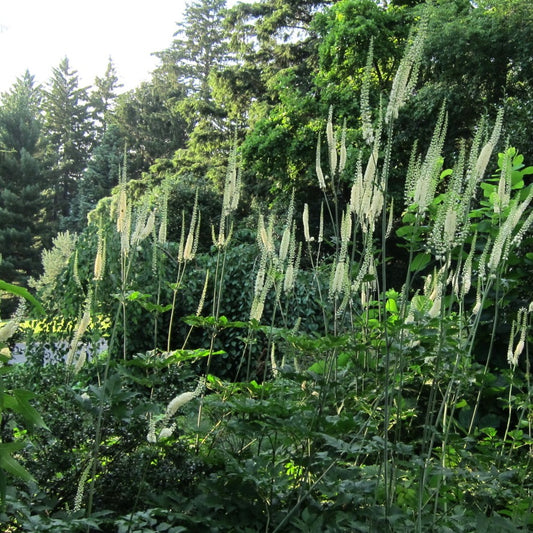 Actaea racemosa