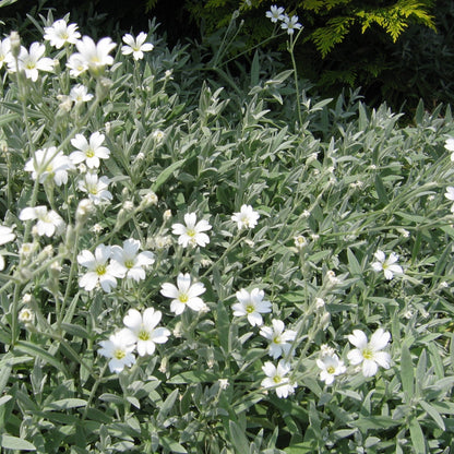 Cerastium tomentosum 'Yoyo'