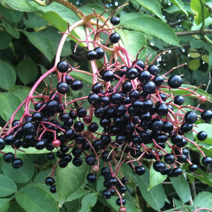 Sambucus canadensis 'Ranch'