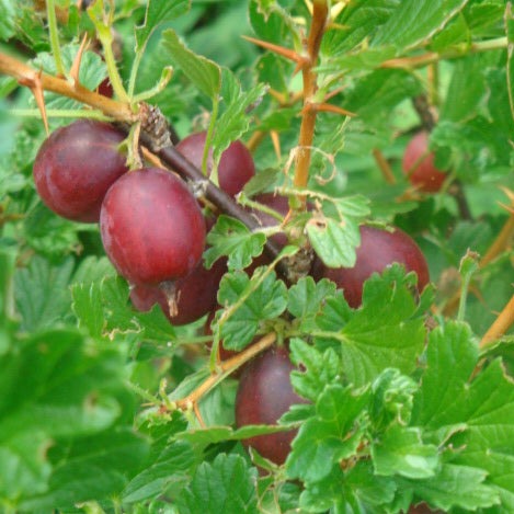 Ribes uva-crispa 'Hinnonmaki Red'