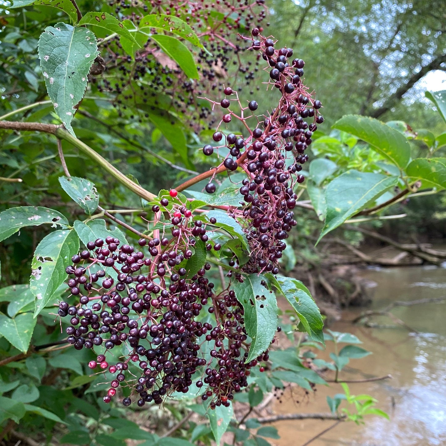 Sambucus canadensis