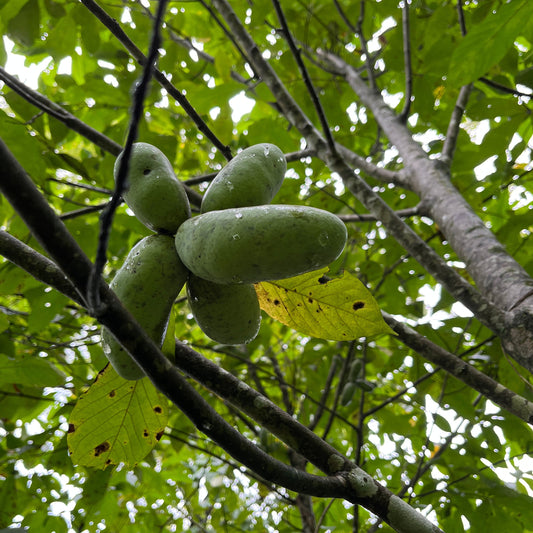 Asimina triloba