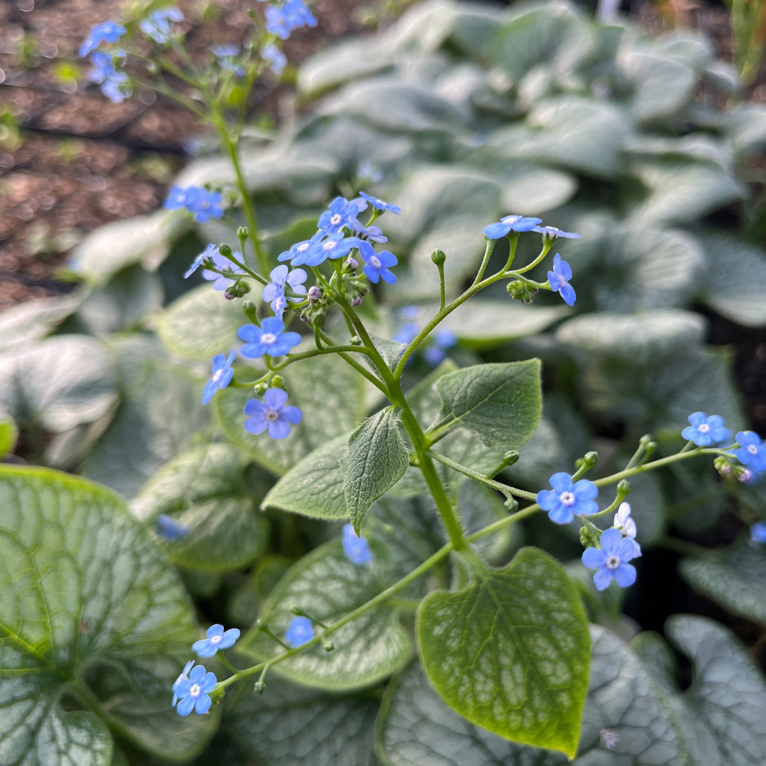 Image of Cerastium yoyo blue flowers