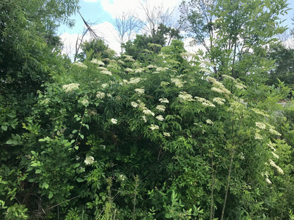 Sambucus canadensis