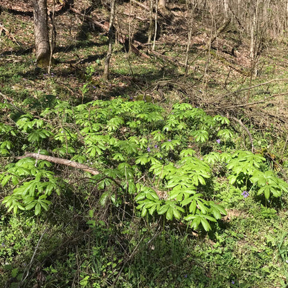 Podophyllum peltatum