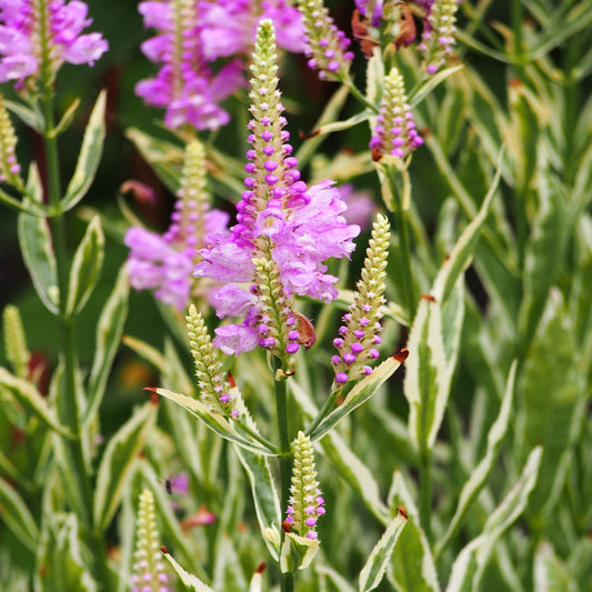 Physostegia virginiana 'Variegata'