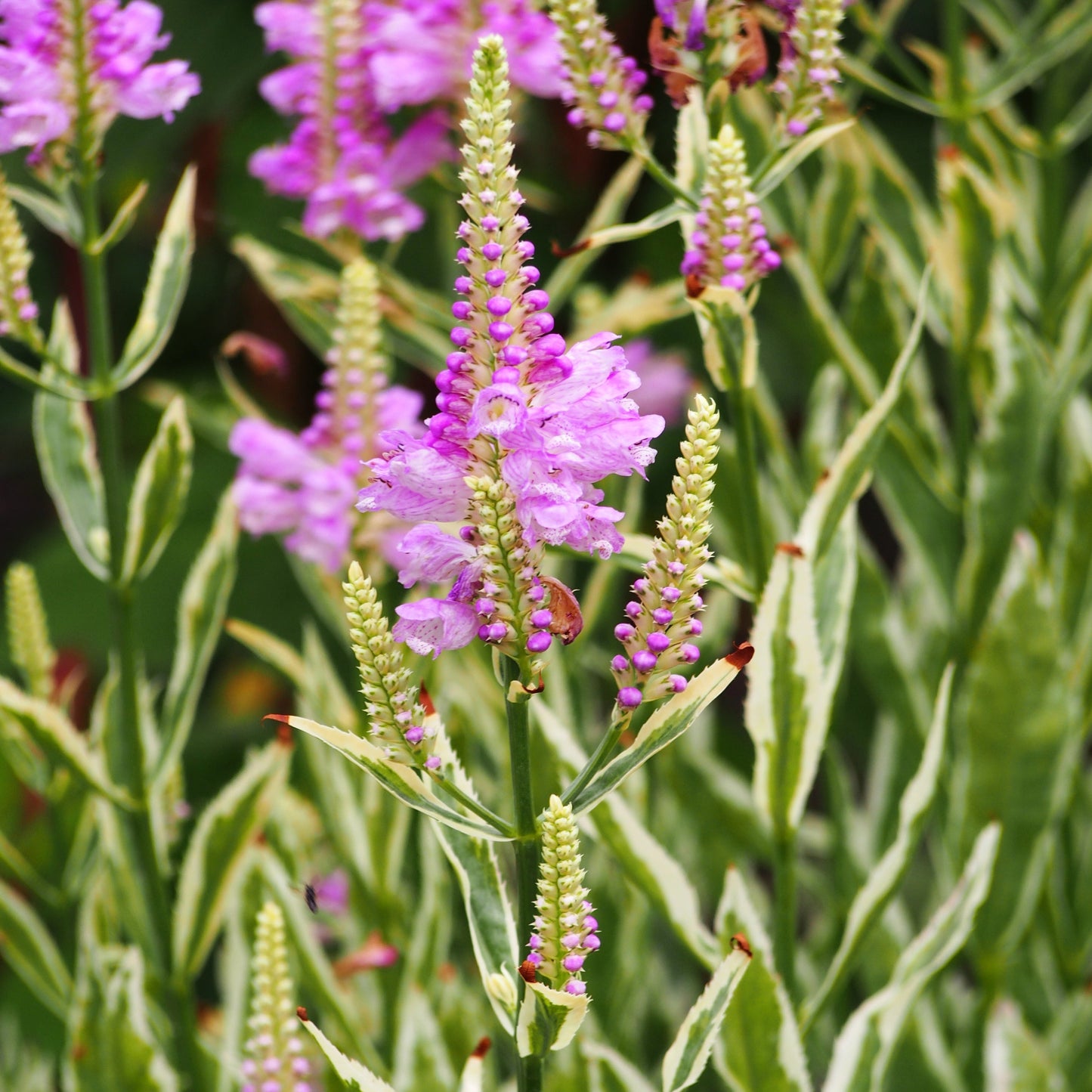 Physostegia virginiana 'Variegata'