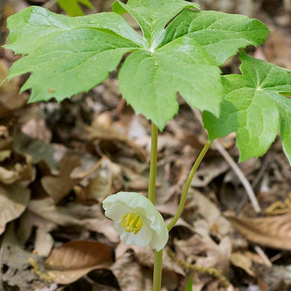 Podophyllum peltatum