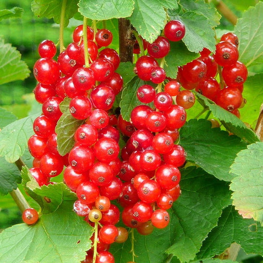Ribes rubrum 'Jonkheer Van Tets'