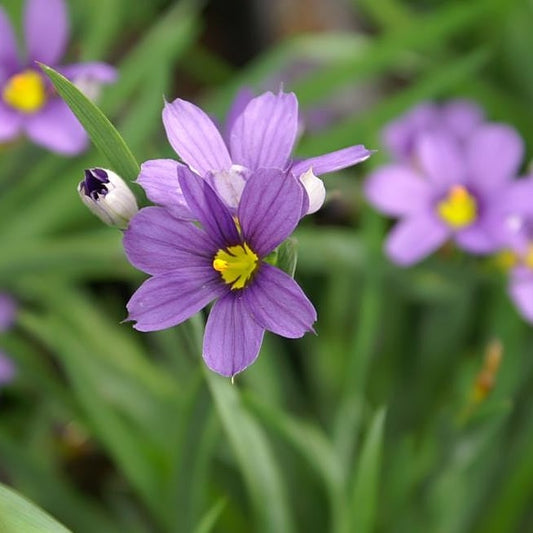 Sisyrinchium angustifolium 'Lucerne'