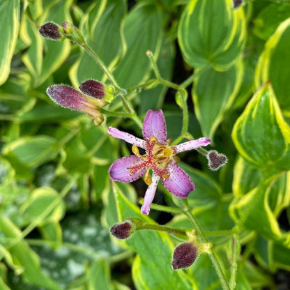 Tricyrtis formosana 'Samurai'